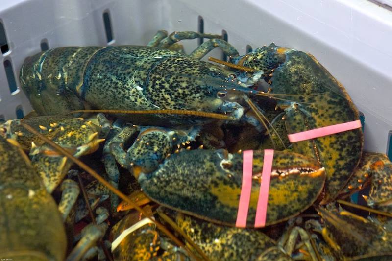 Live Lobster.